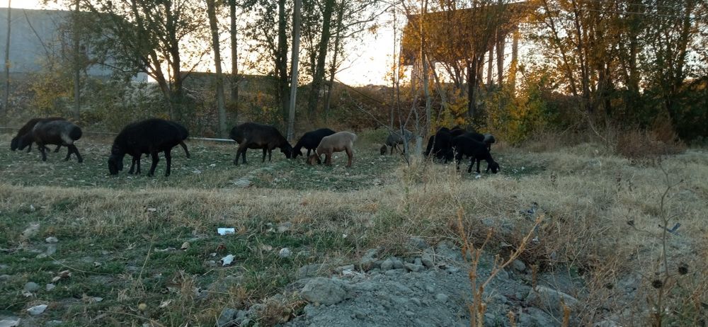 Қўй қўзилар сотилади