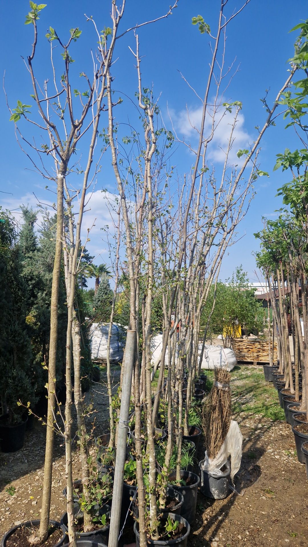 Catalpa  globular copaci ornamentali