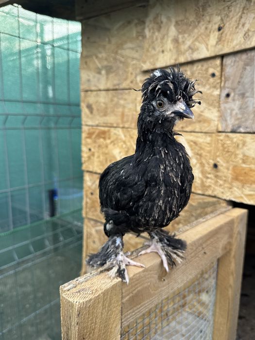 Struma Bantam: Pui motati si incaltati