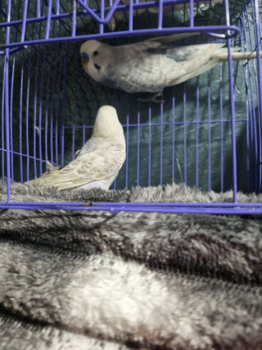 Perusi pereche  culoare frumoasa