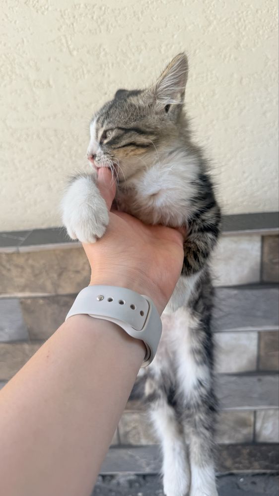 Отдадим котят в добрые руки!