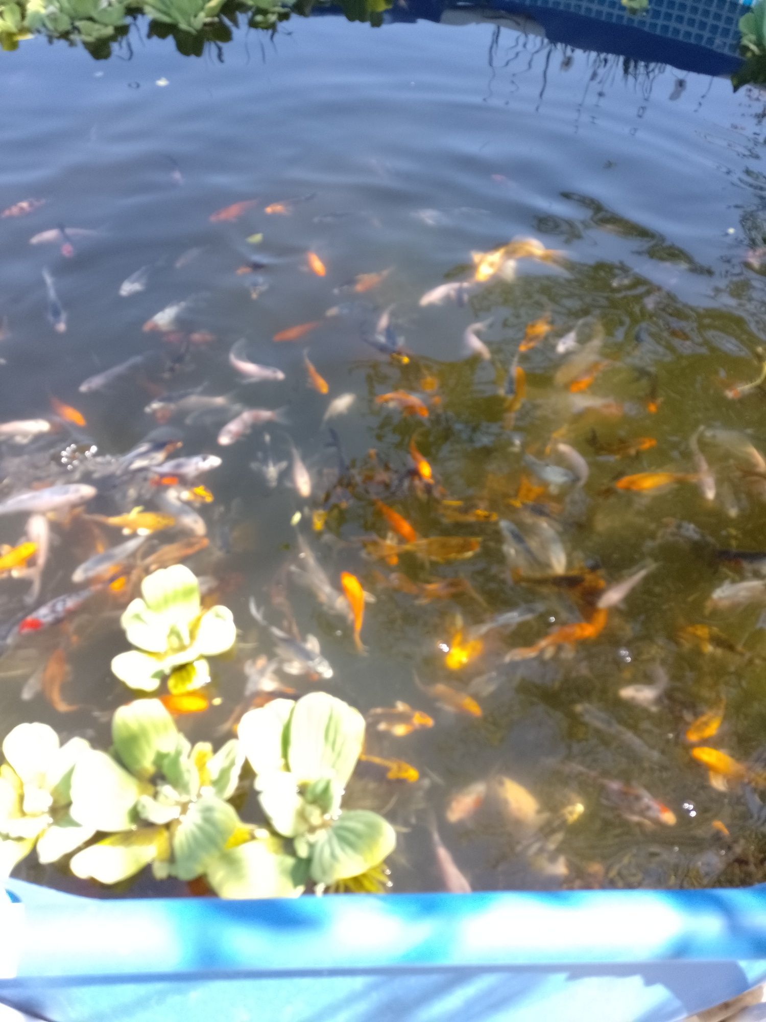 Crap koi , pești de iaz, lac , carasi comete și Shubunkin