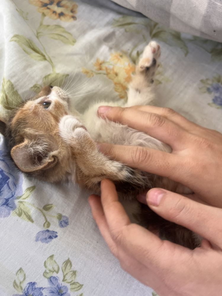 Отдам котенка в хорошие руки