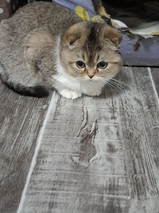 Продаются девочка и мальчик