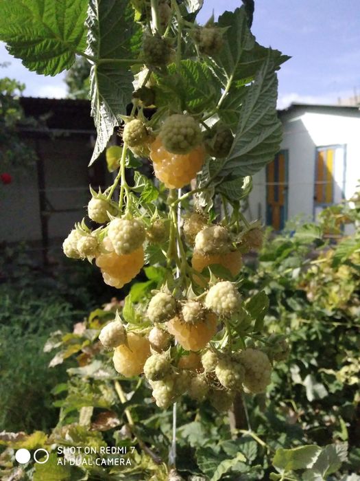 700тг за кустик. Жёлтая (абрикосовая) малина