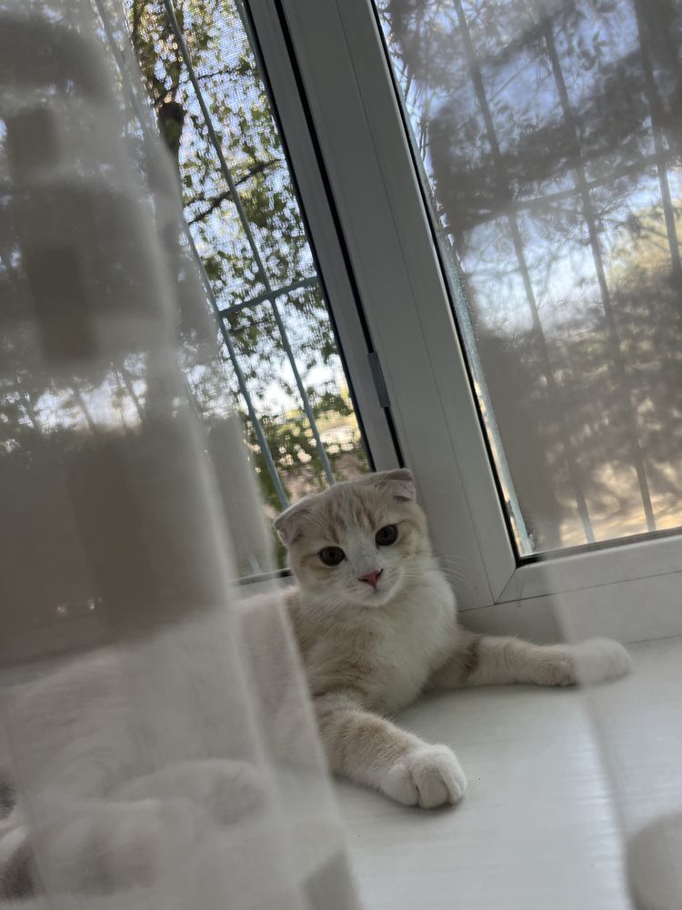 мальчик скоттиш-фолд