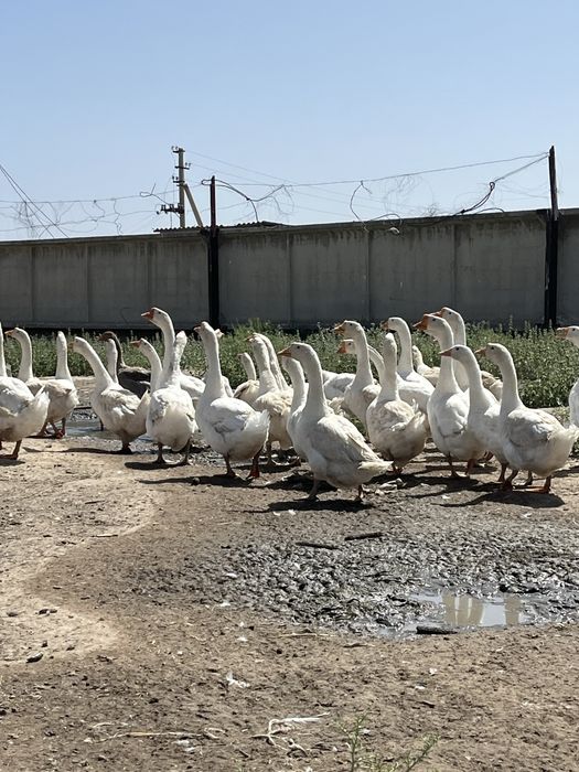 Продаются Гуси (Қаздар сатылады)