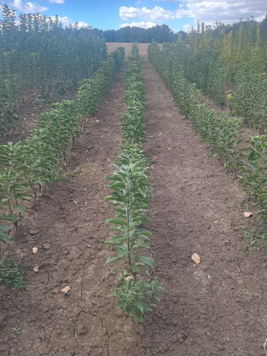 Мини и колонни овощни дръвчета