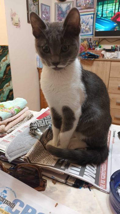 Продавам котенца