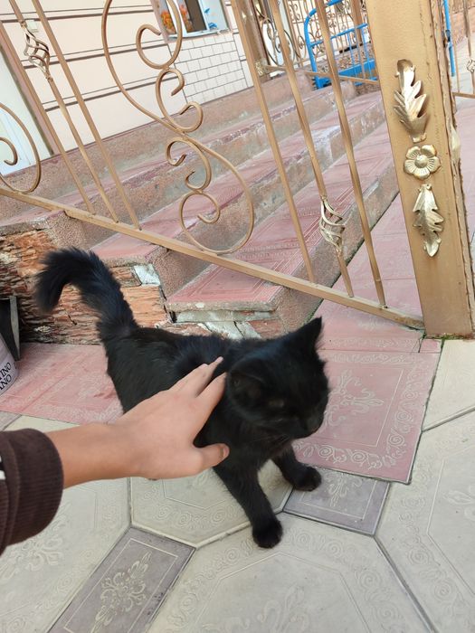 Mushuk zotdor mexr bilan boqish kerak