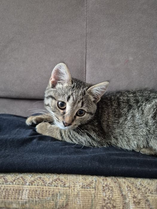 Отдам котёнка в хорошие руки