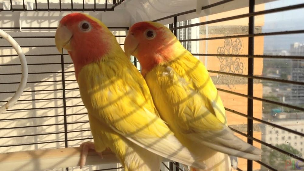 Продам попугай неразлучники пару