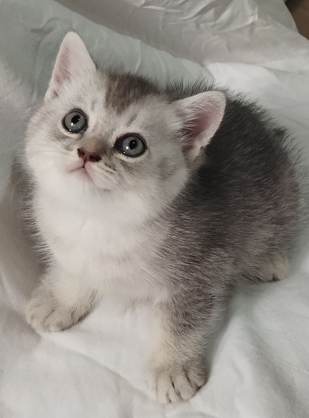 Шотландские котята.
