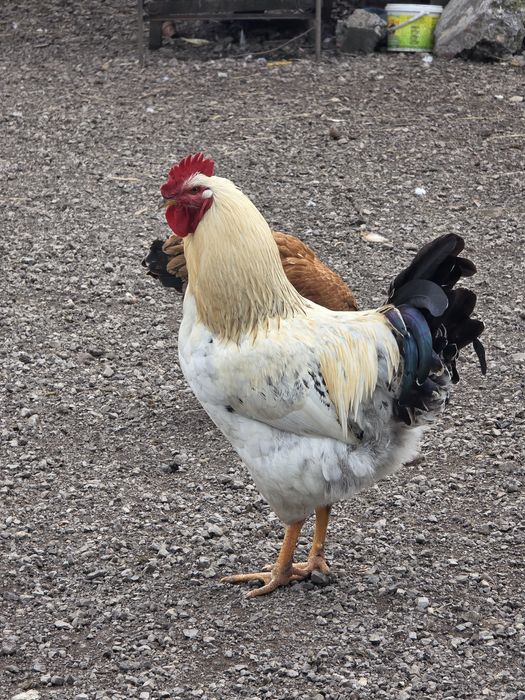 Vând Cocoși frumoși.