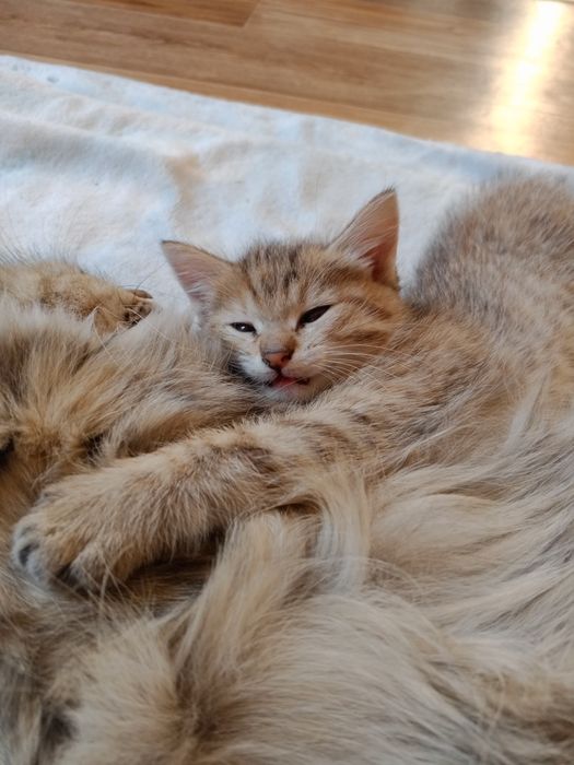 Милые котята ищут дом! Ласковые, здоровые, приучены к лотку