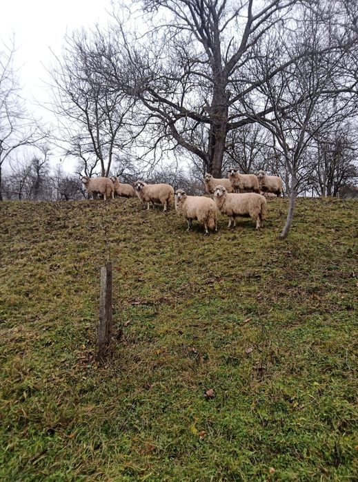 5 oi de vânzare pe alese