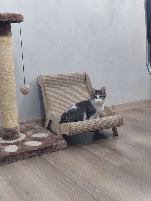 Котенок девочка ласковая