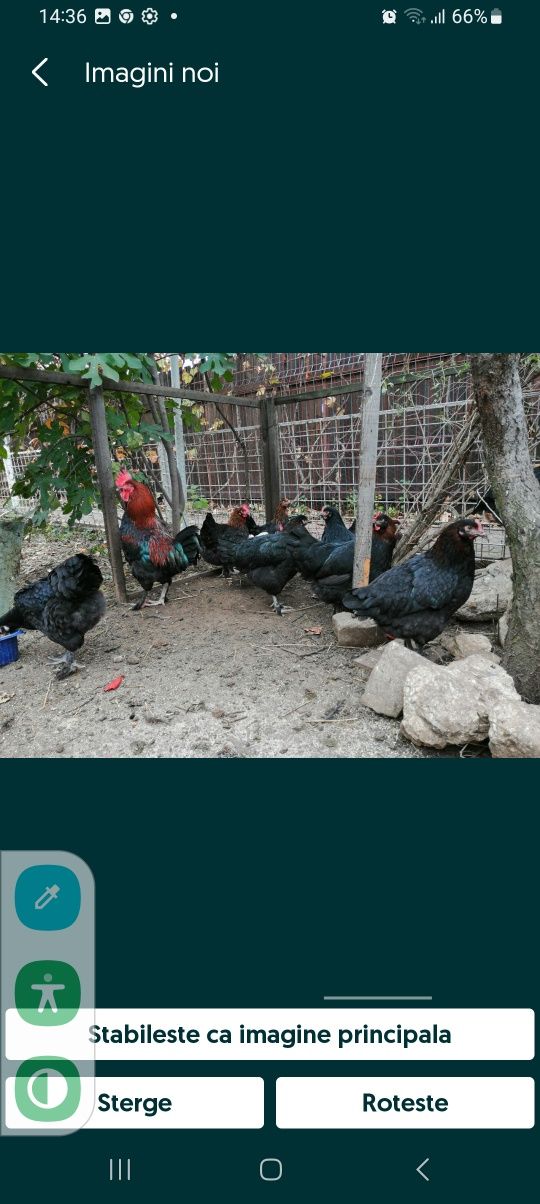 Vand oua pentru incubat de Marans