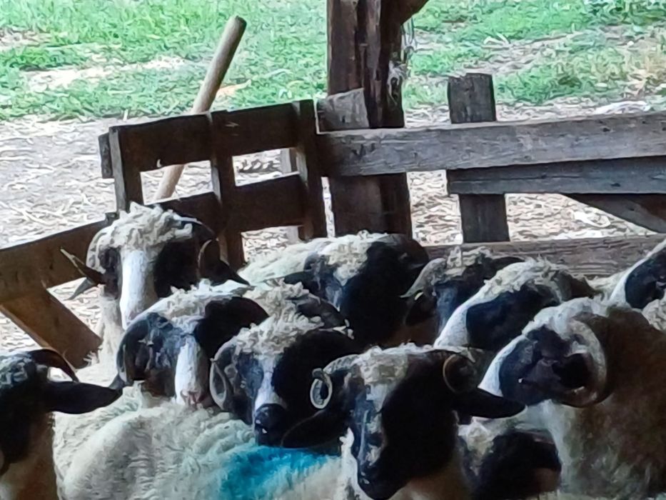 Vând berbecuți brezi de anul acesta