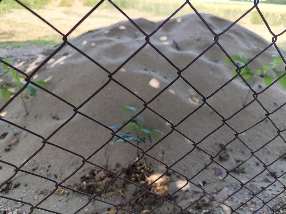 De vânzare puieți de nuca