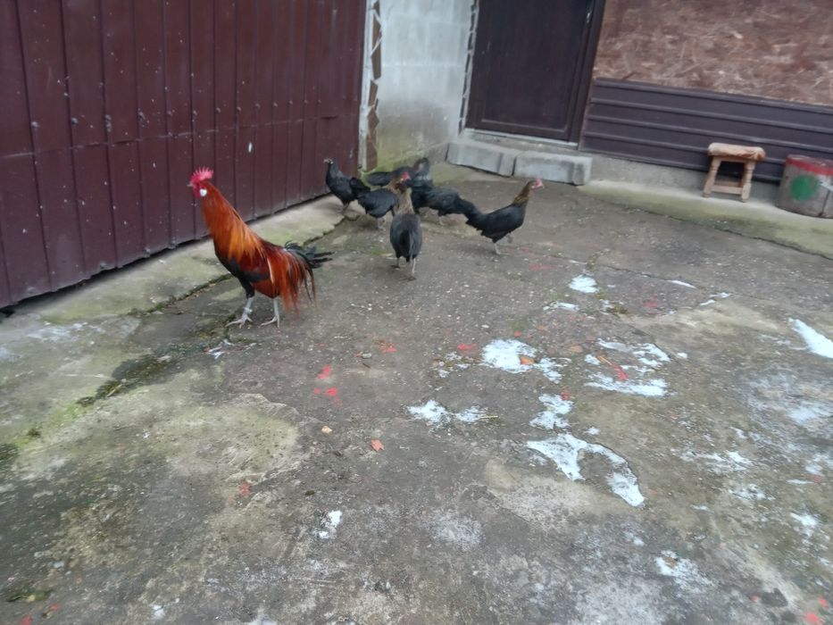 De vanzare gain si cocos phoenix.