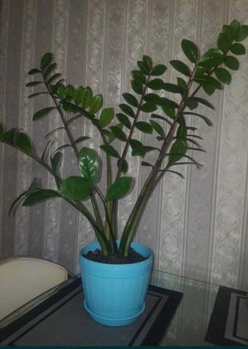 Продам долларовое дерево, замиокулькас. украсит каждый дом и офис