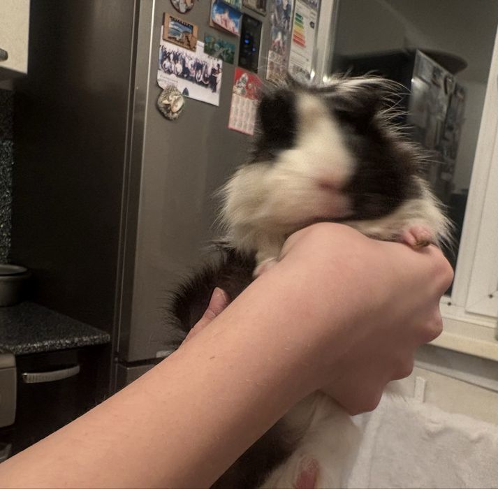 Отдам свинку в хорошие руки