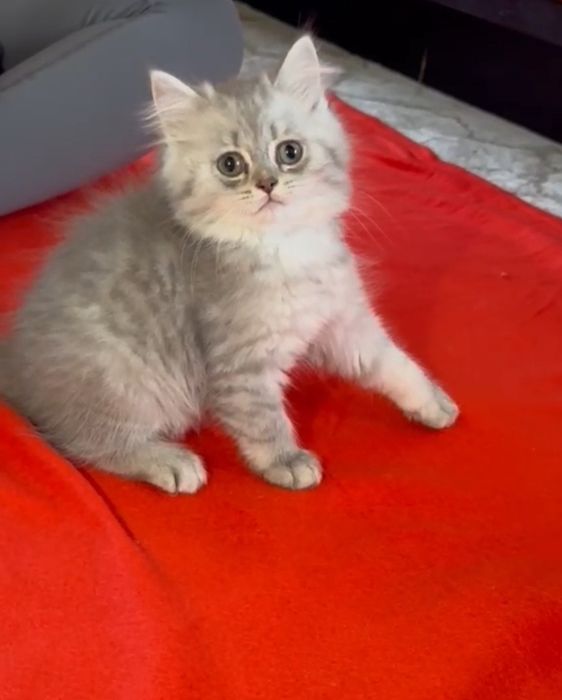 British longhair tobby