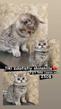 shinshilla 1yarm oylik