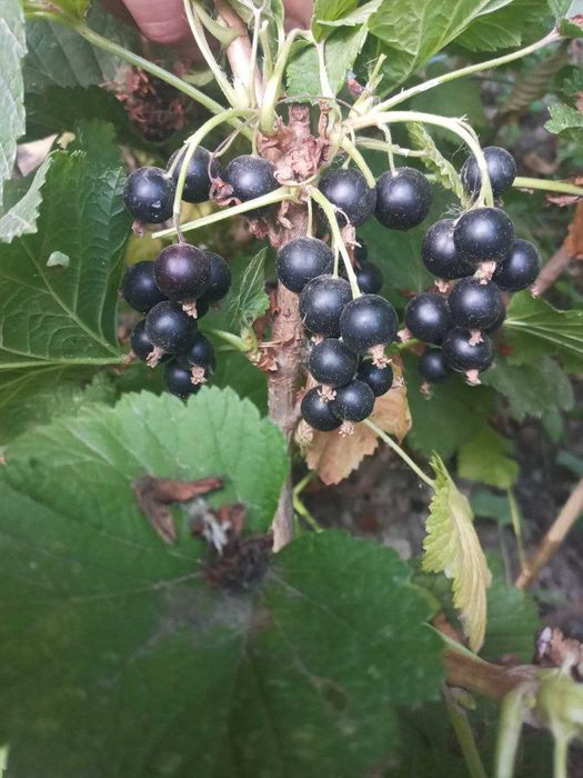 Қора ва қизил Россиядан келтирилган смородина ва йошта кўчатлари