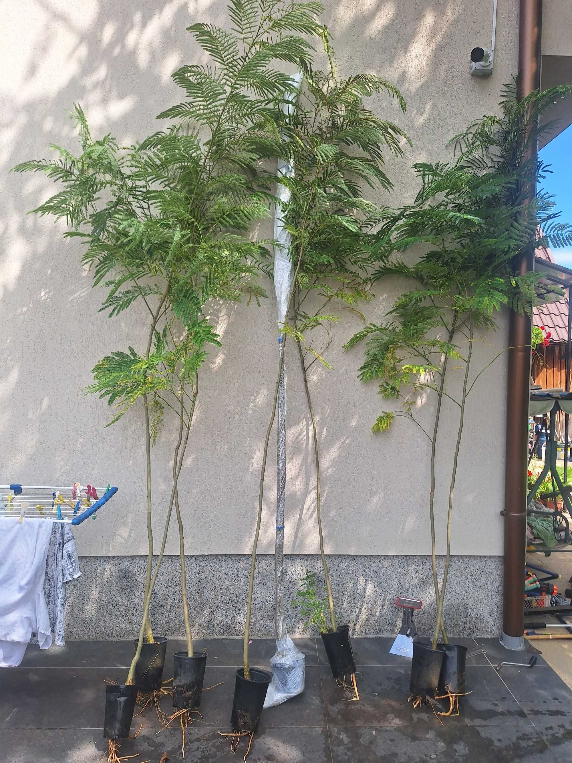 Arbore de matase parfumat