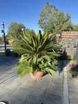 Plante ornamentale