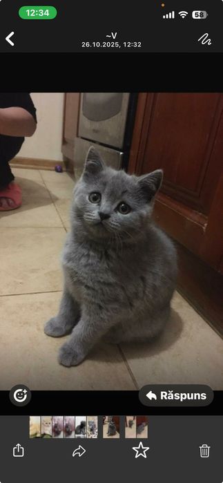 British shorthair!asigur transport!