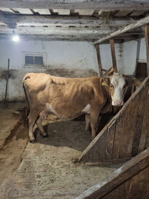Vând vacă gestantă în a cincea lună