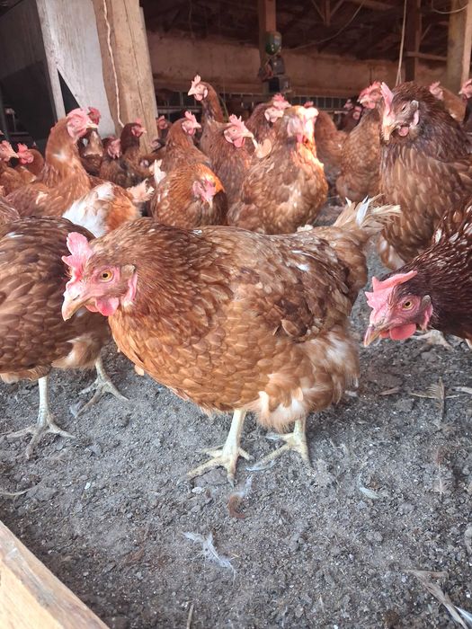 Продавам кокошки носачки ломан браун