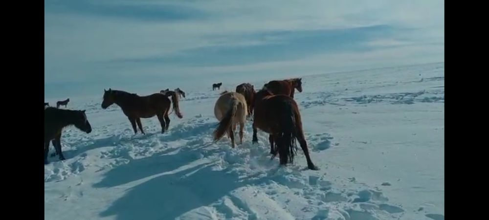 Кушум Айғыр сатылады