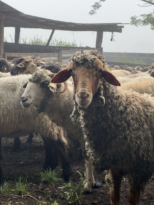 --Vand oi Țigaie---