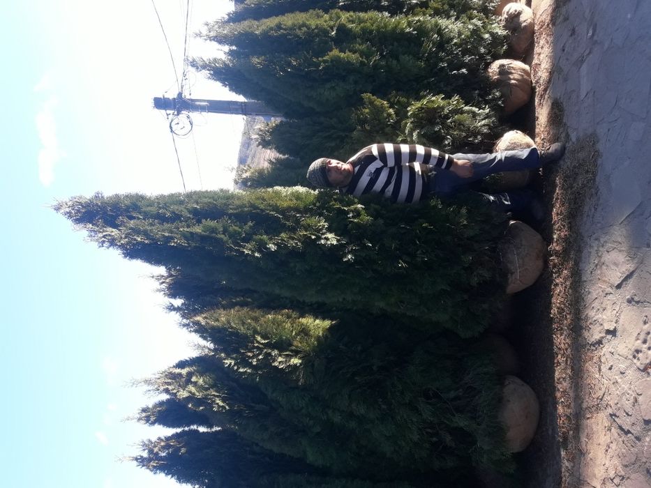 Vand tuia smarald columna braband Lelandy spirale pon pon fontina