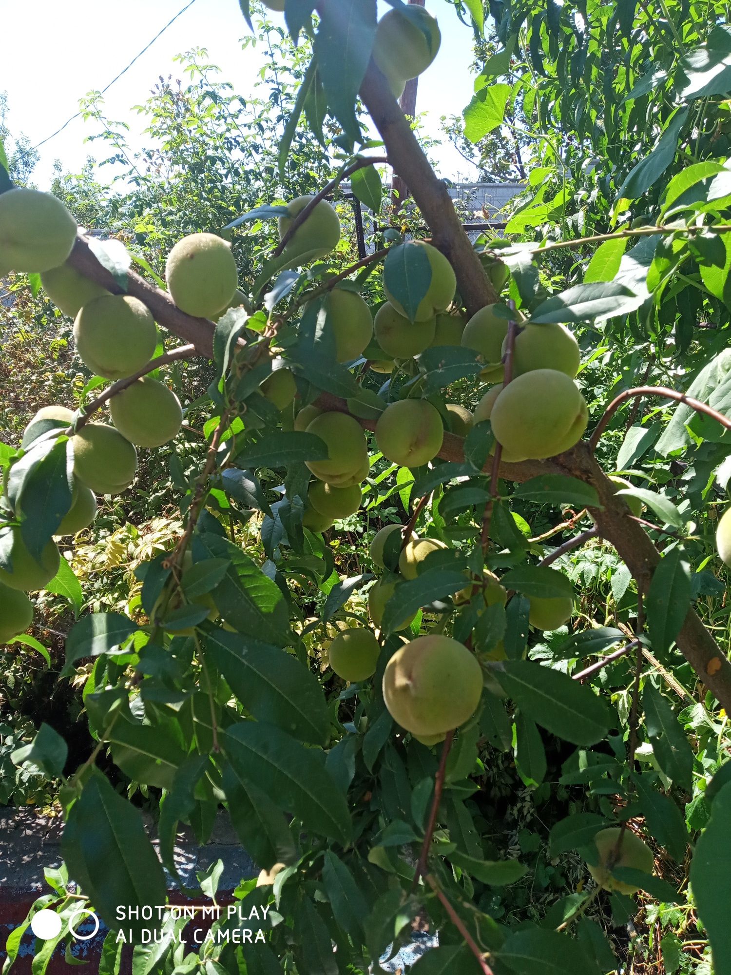 Турарские  дачи.