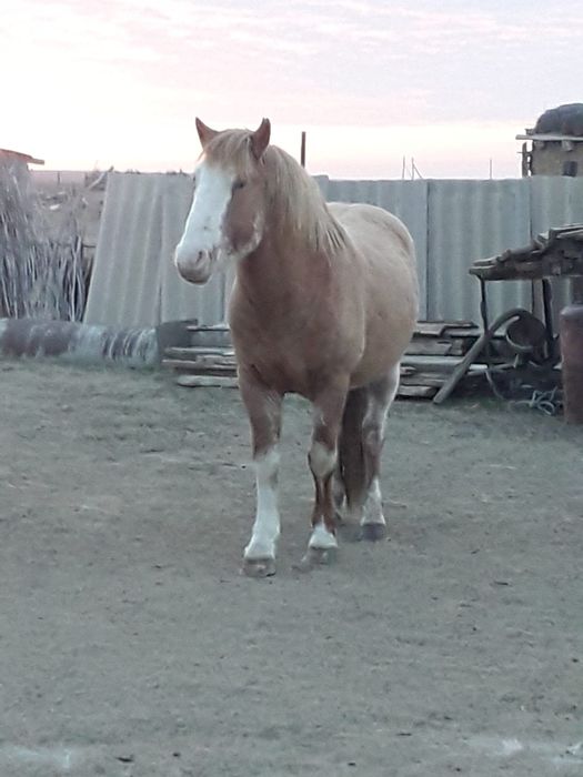Ақтөбе облысы Шалқар ауданында тұрған айғыр сатылады. Қазақы-Мұғалжар
