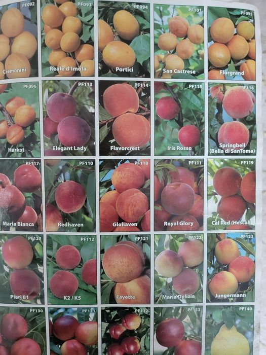 Pomi stravechi glia stramoseasca soiuri de CAIS