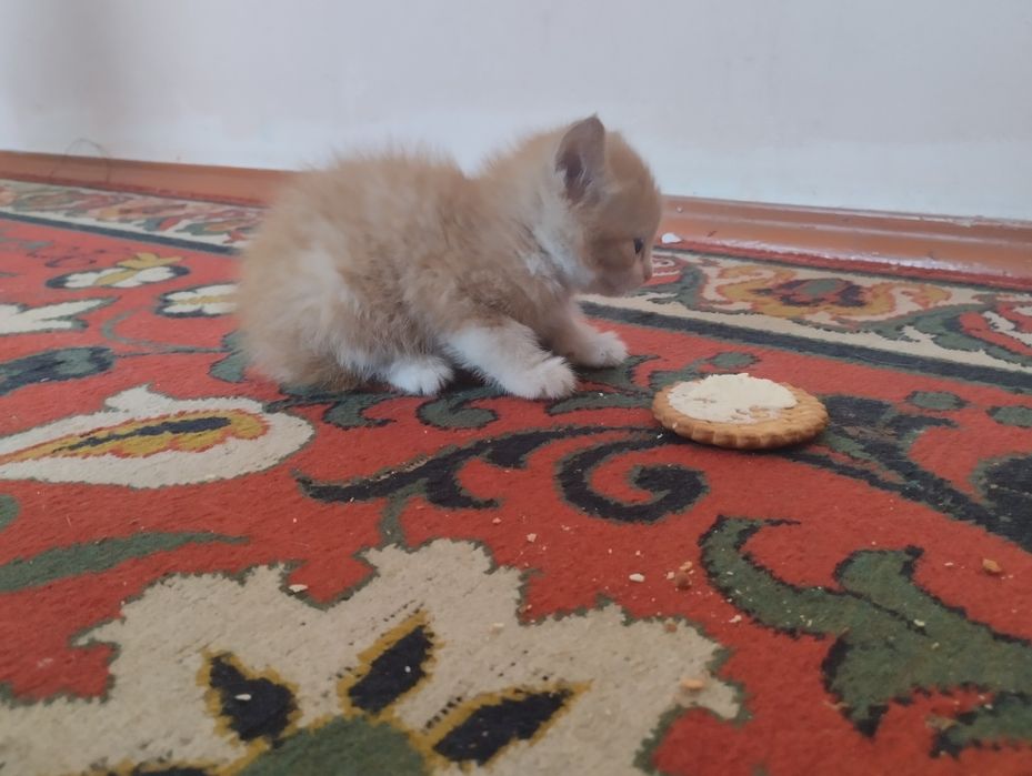Продаю котят. Послушные.