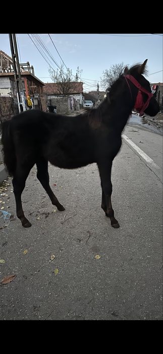 De vanzare manzut de 4 luni fff bland invatat cu copii .