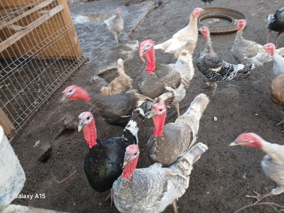 La schimb cu gaini bracman  curcan