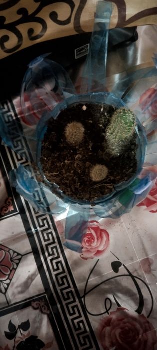 Продаётся кактусы