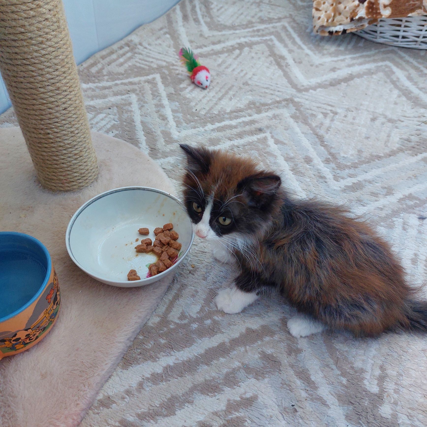 подарю симпатичного котенка