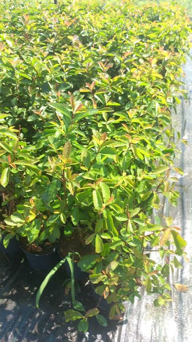Plante ornamentale, trandafiri și pomi fructiferi – Prețuri accesibile
