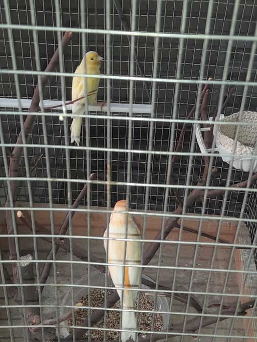 Канарейка самка и самец