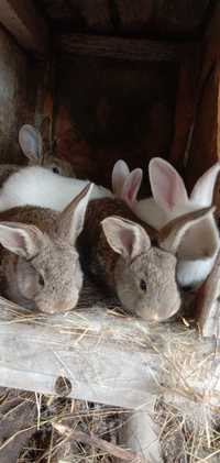 Продам месячных крольчат от хороших производителей крол фландер