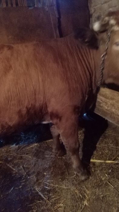 Vaca de vânzare pentru sacrificat